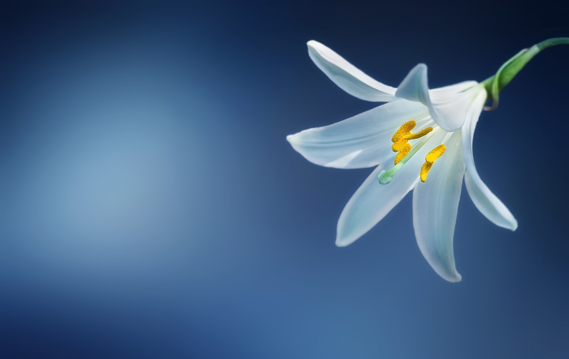 How did lilies come to be Easter lilies? – The United Methodist Church |  Osterville